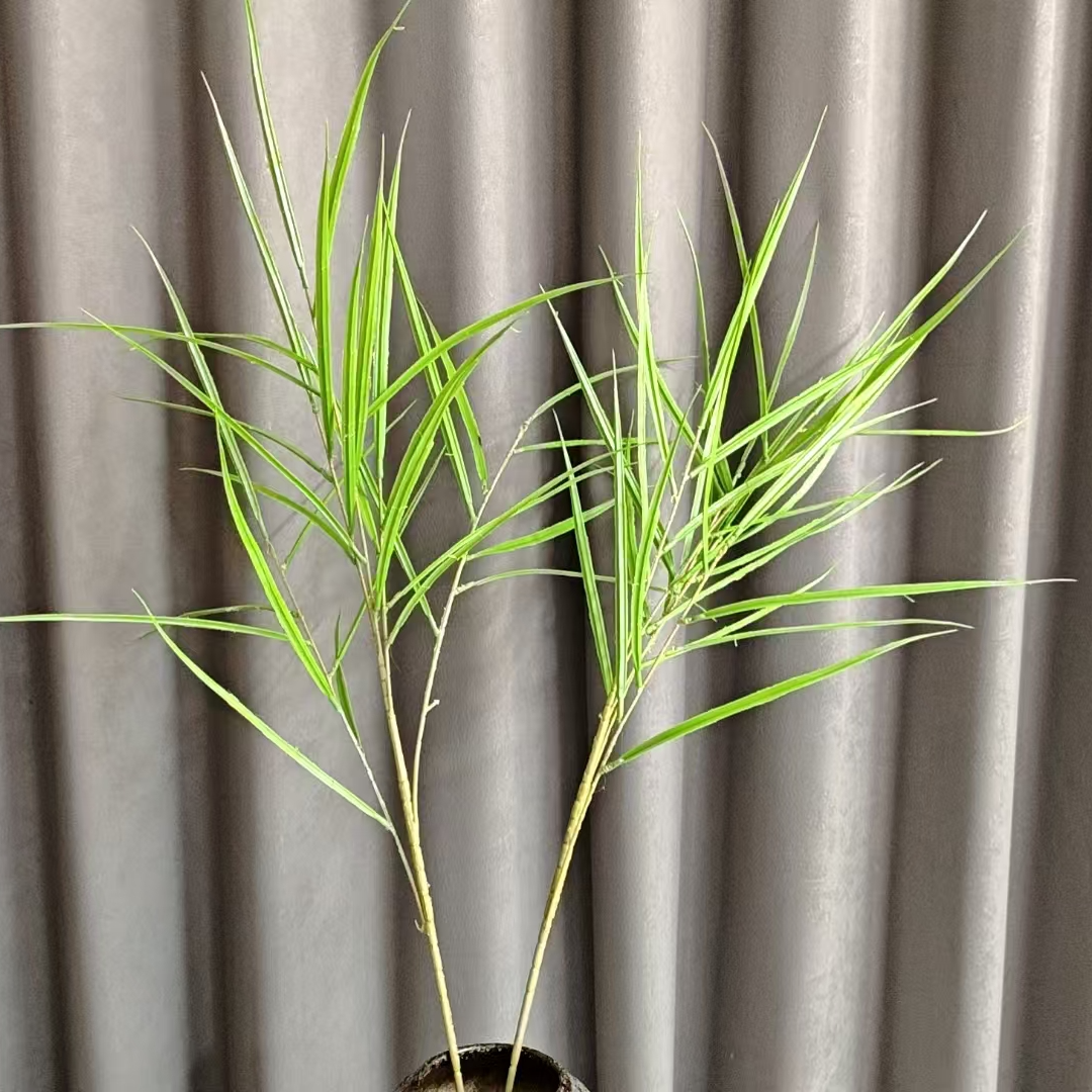 36号链接新芦苇仿真绿植爆款