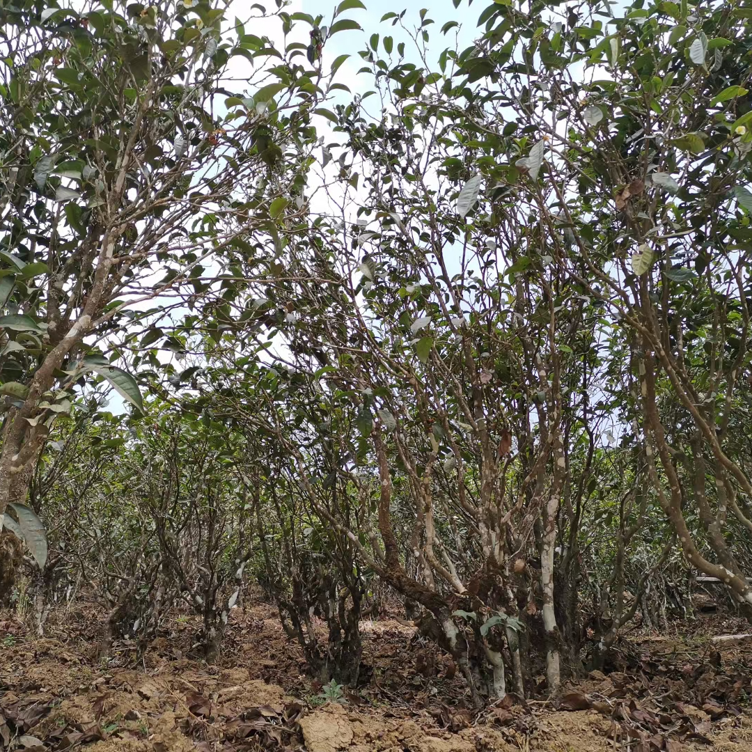 【tian香】2024年大雪山森lin古树普洱茶茶饼茶200g（头春云姐有好茶
