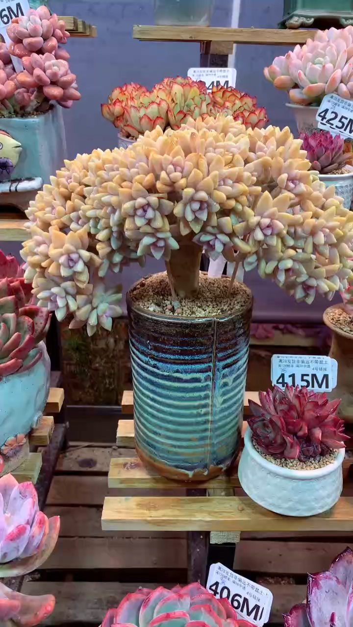 413M（一物一拍，精品多肉，所见即所得 ）