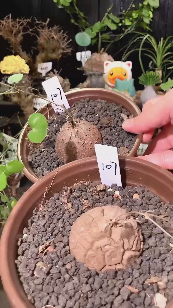 107号1104福利特价南非龟甲龙套餐