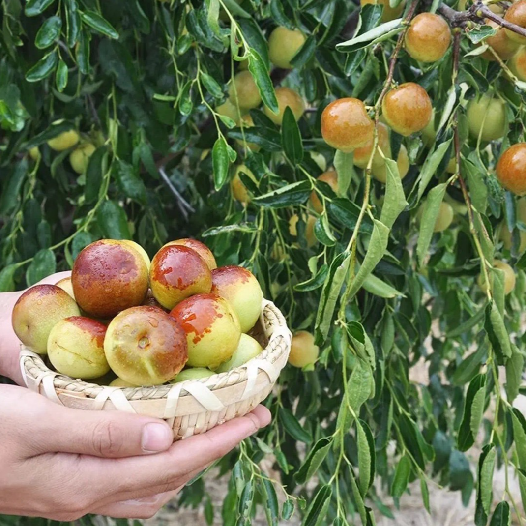 枣树树苗冰糖冬枣沾化冬枣树苗方种植盆地栽