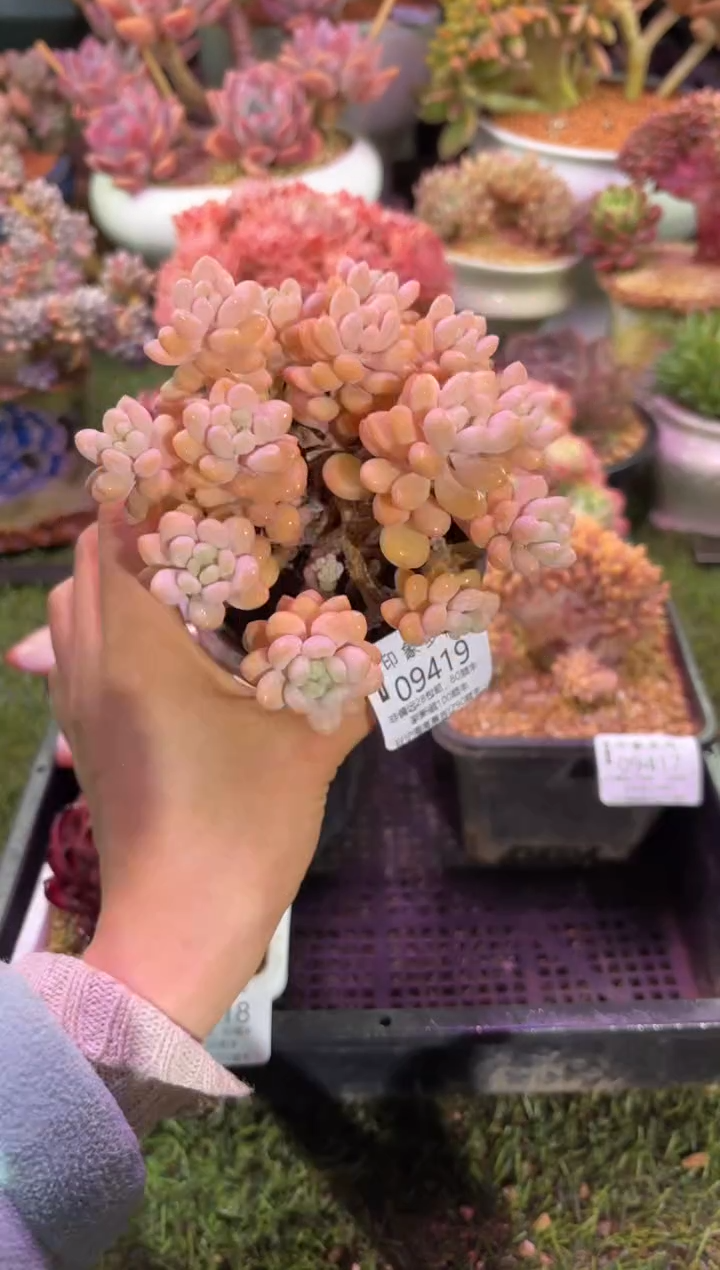 【闪购商品】09419