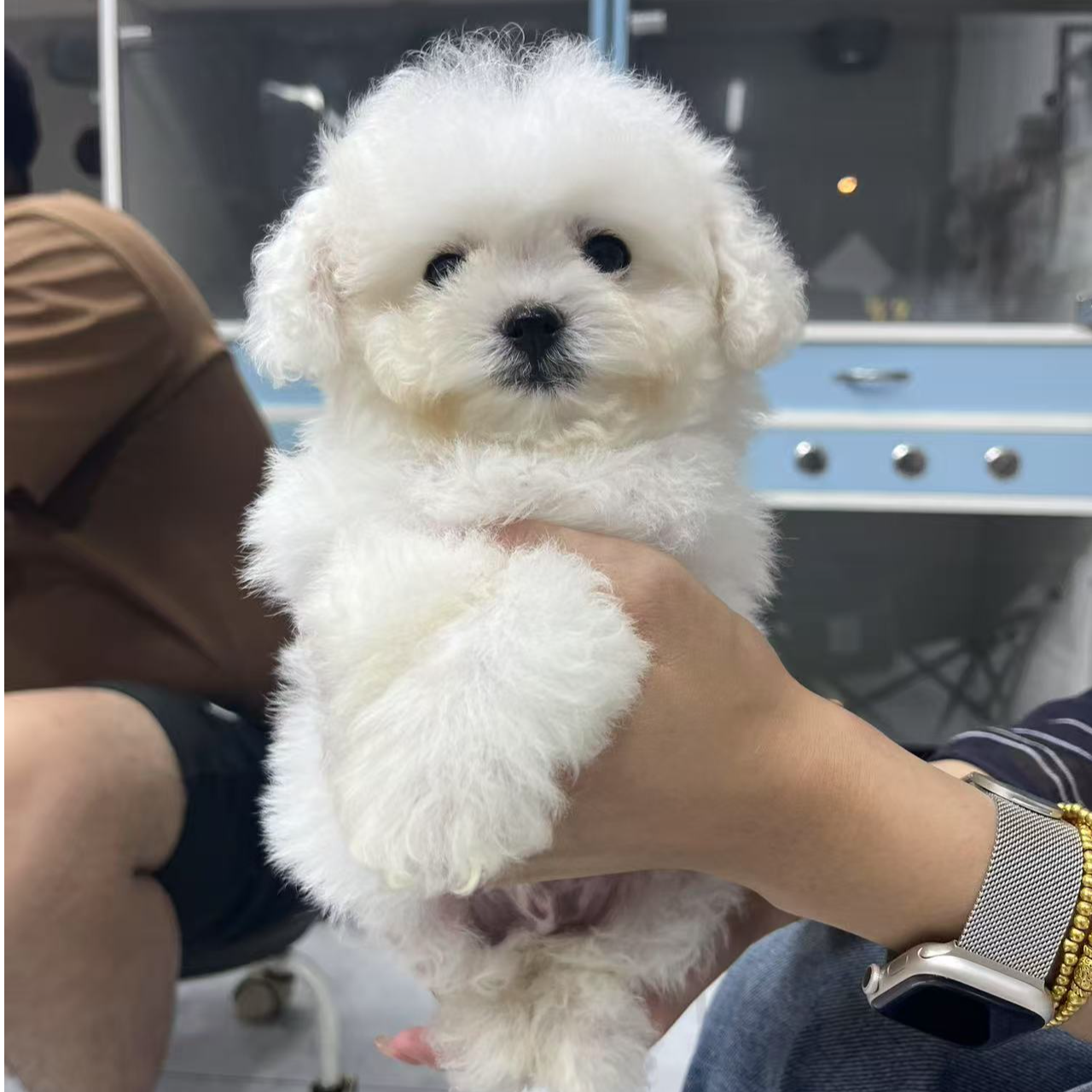 金毛杜宾比熊雪纳瑞等家庭宠物