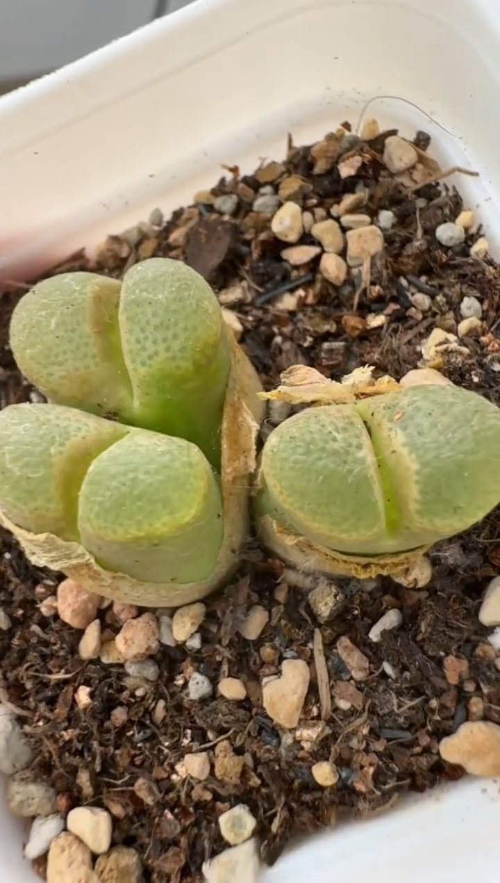 美丽的肉石头（25-31）-219星辰