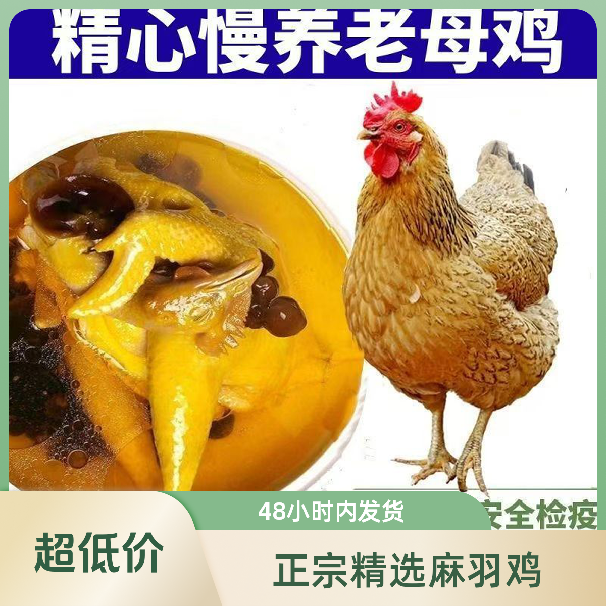 麻羽土鸡