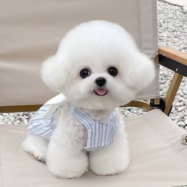 【沐沐宠物城堡】比熊狗狗宠物狗衣服比熊幼犬宠物活体比熊犬小狗狗