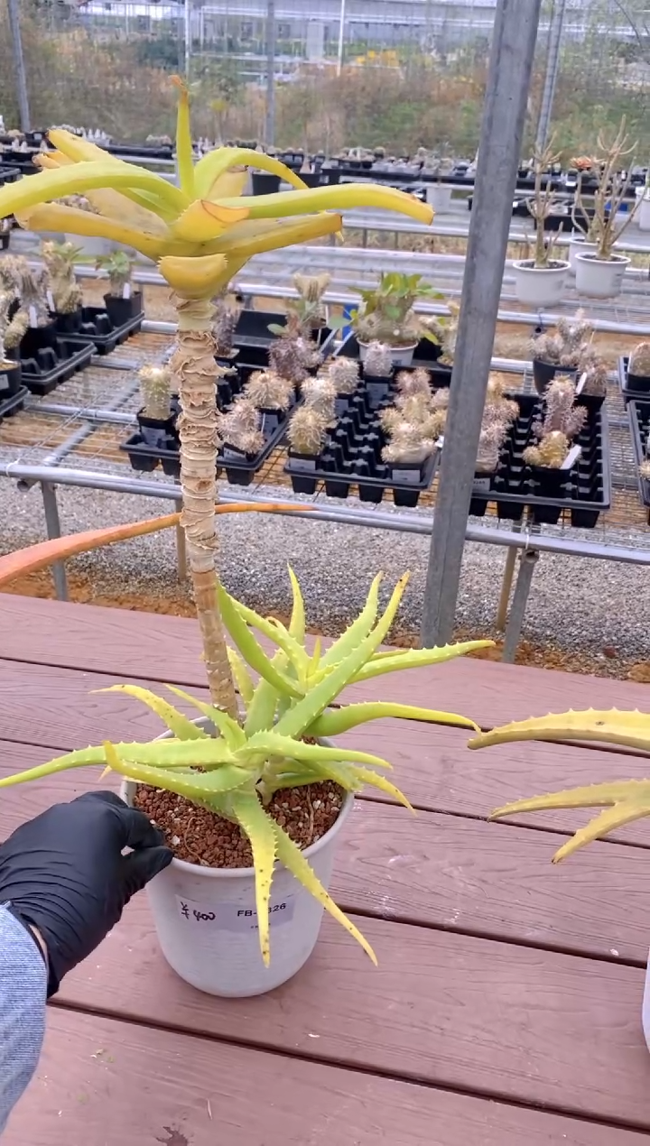 【闪购商品】原生芦荟脱土FB-1326