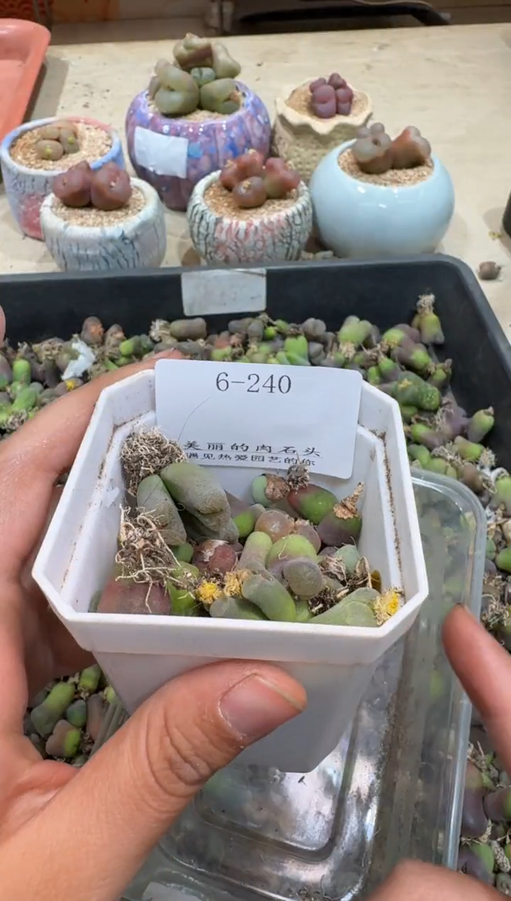 6-240多肉植物肉锥