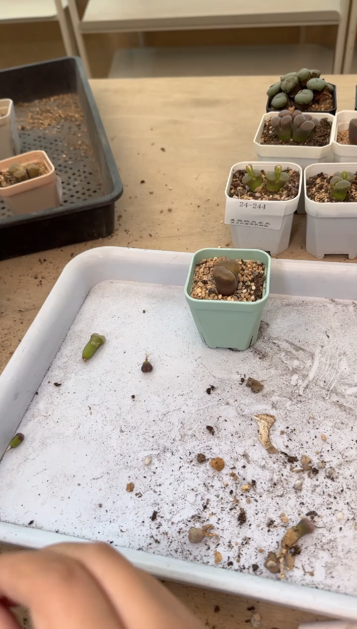 芝*24-268多肉植物肉锥