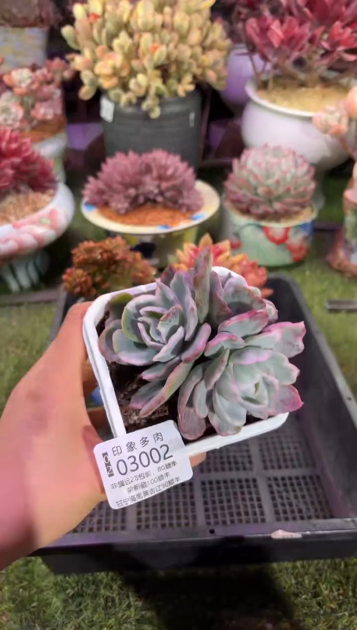 【闪购商品】03002