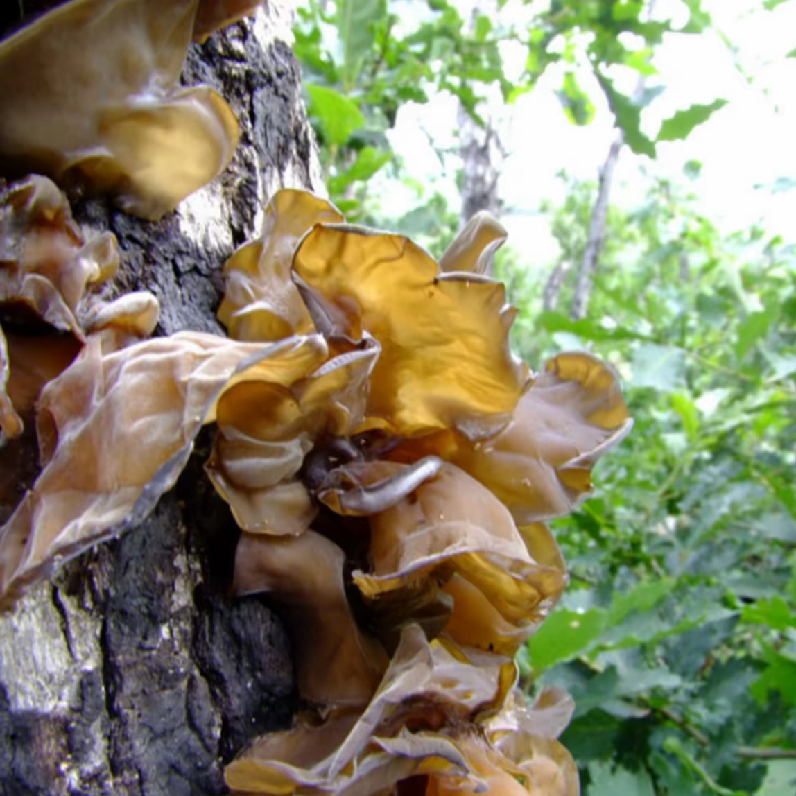 天然野生木耳大自然的馈赠