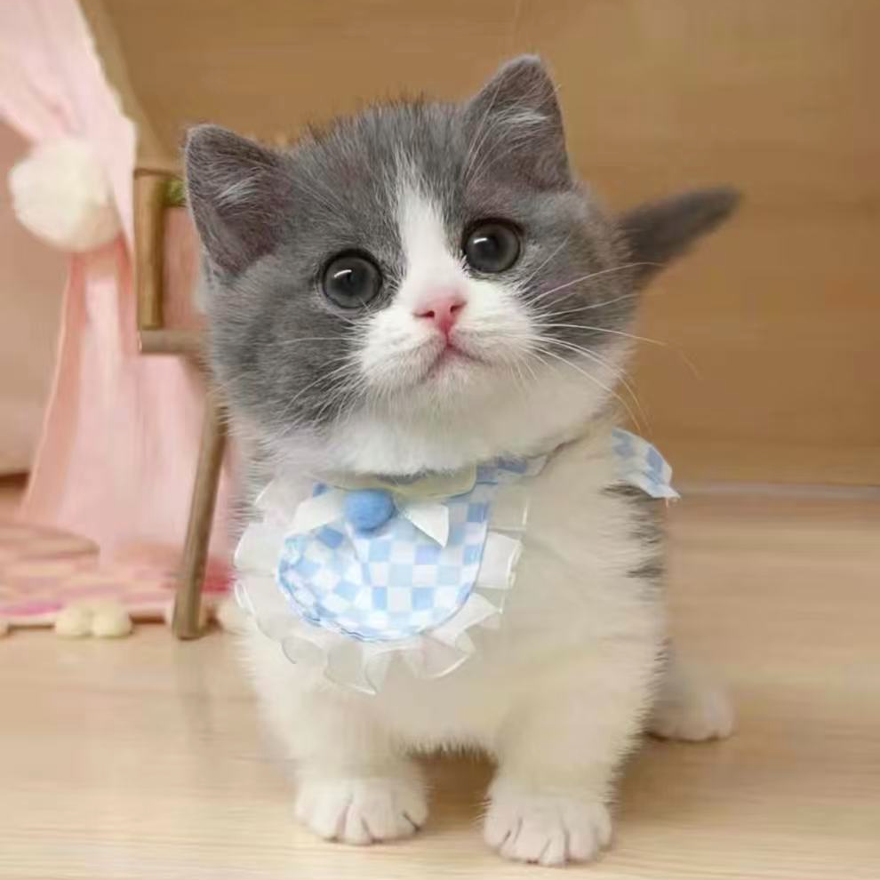 萌宠小胖专属链接高品质英短美短金渐层银渐层蓝猫暹罗布偶等