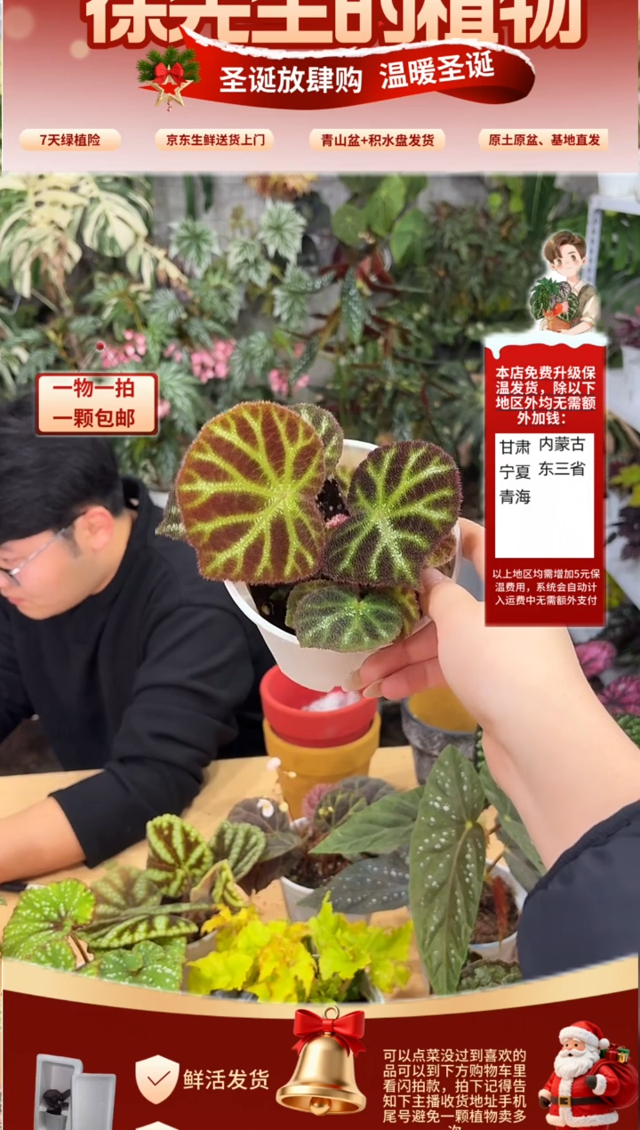 完全开放红丽叶秋海棠