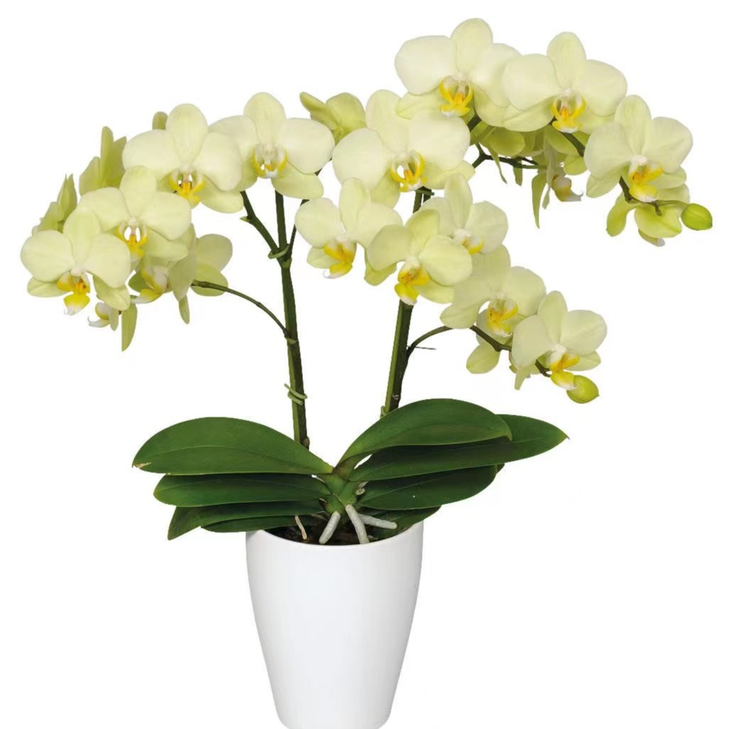 【微瑕】3.0寸卡利2花剑带花