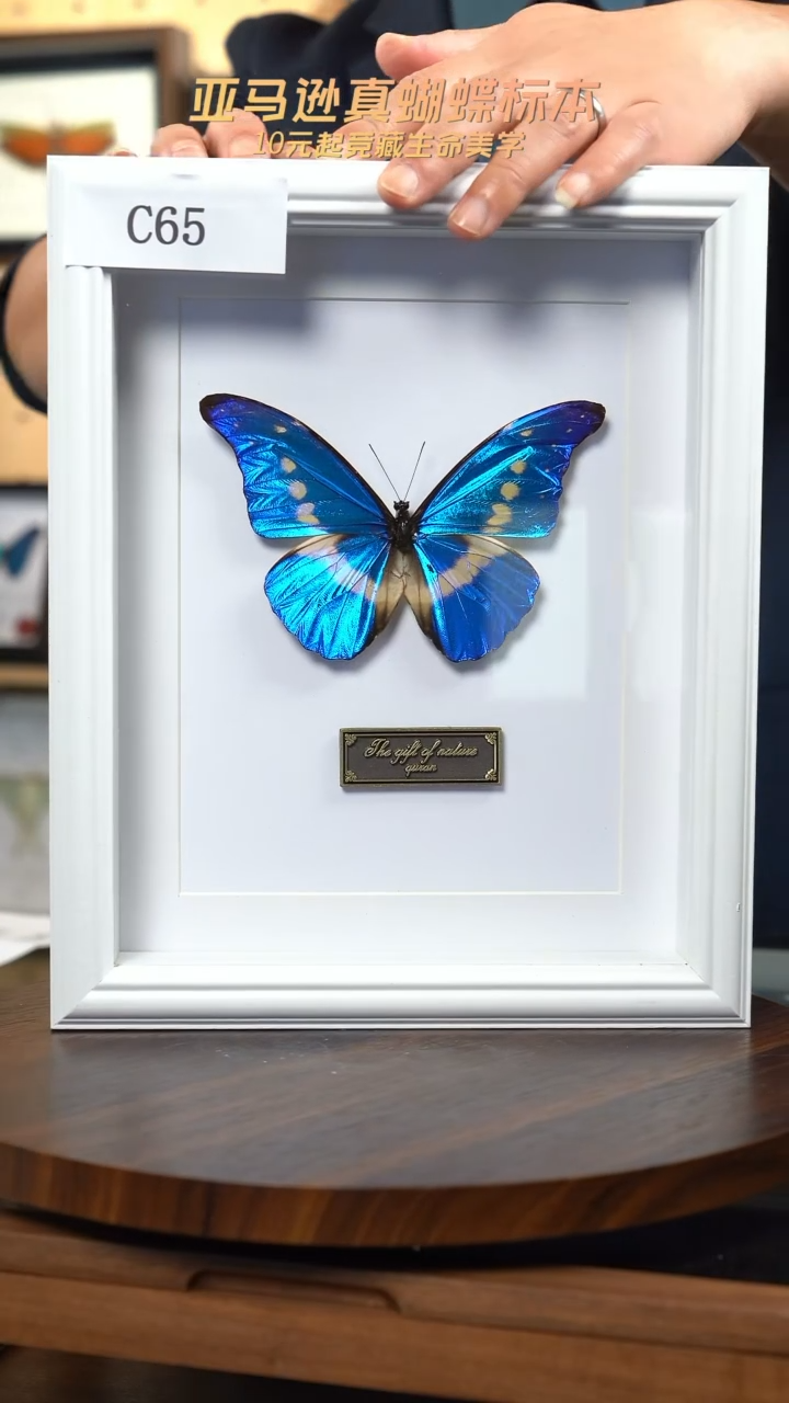 蝴蝶标本摆件竞拍光明女神闪蝶c65