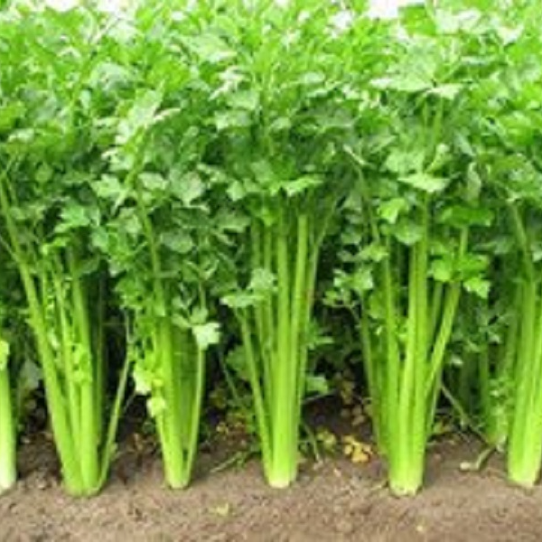 毛芹菜