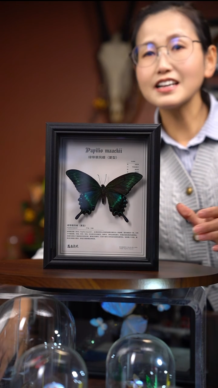 绿带翠凤蝶 夏  科普款   常规