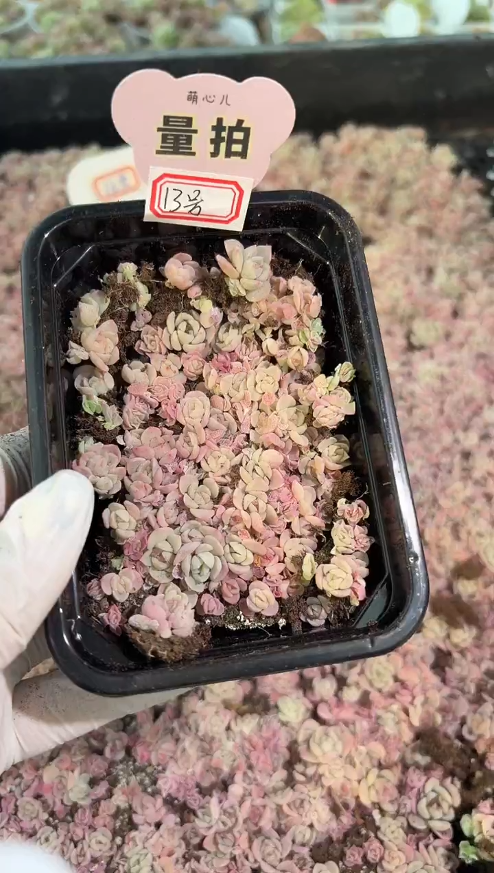 糖+麦13号 切糕1盒 量拍多肉植物