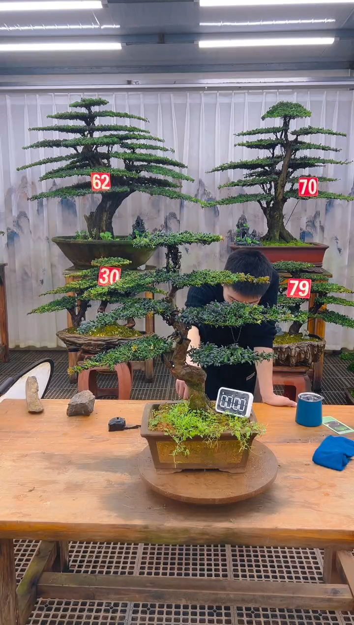 无花朵精品盆景直播间一物一拍