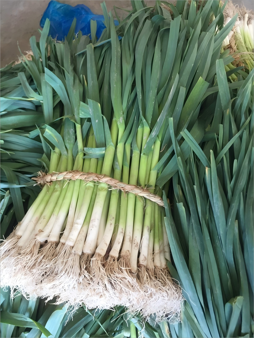 【顺丰包邮】苏北农家露天头茬新鲜大蒜苗宽叶白尾蒜苗