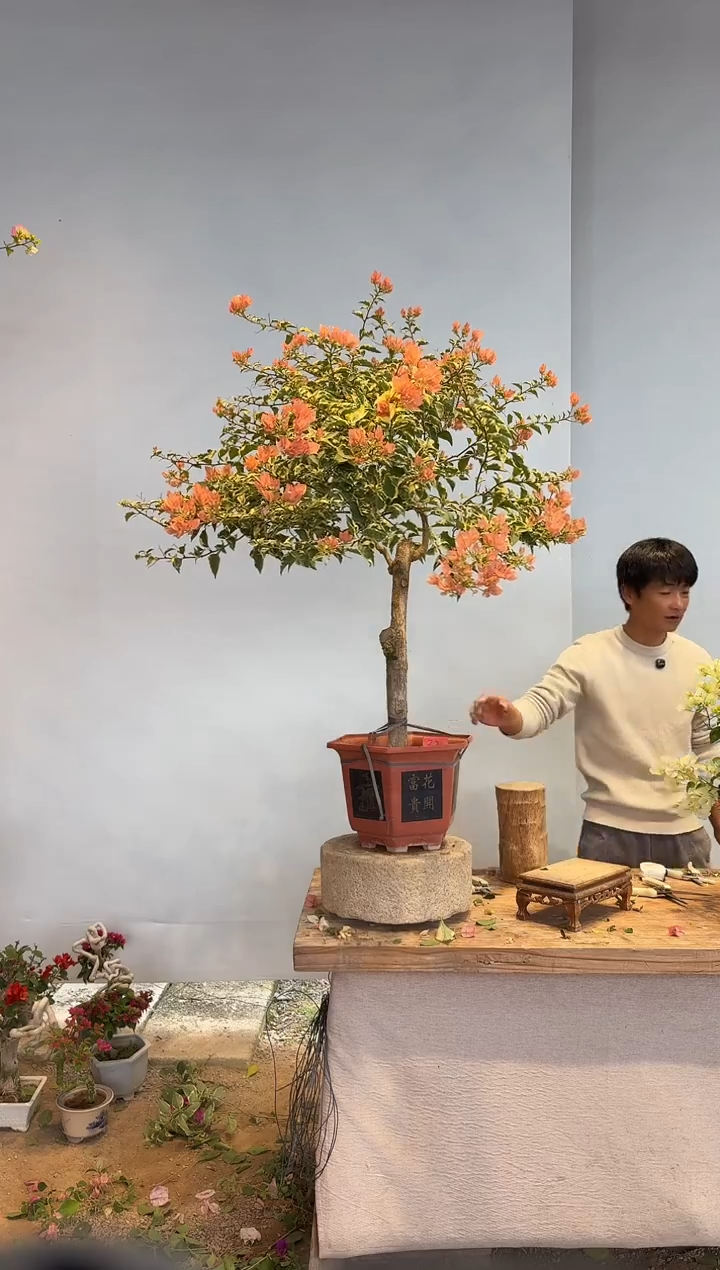 以实际为准范*驼三角梅32