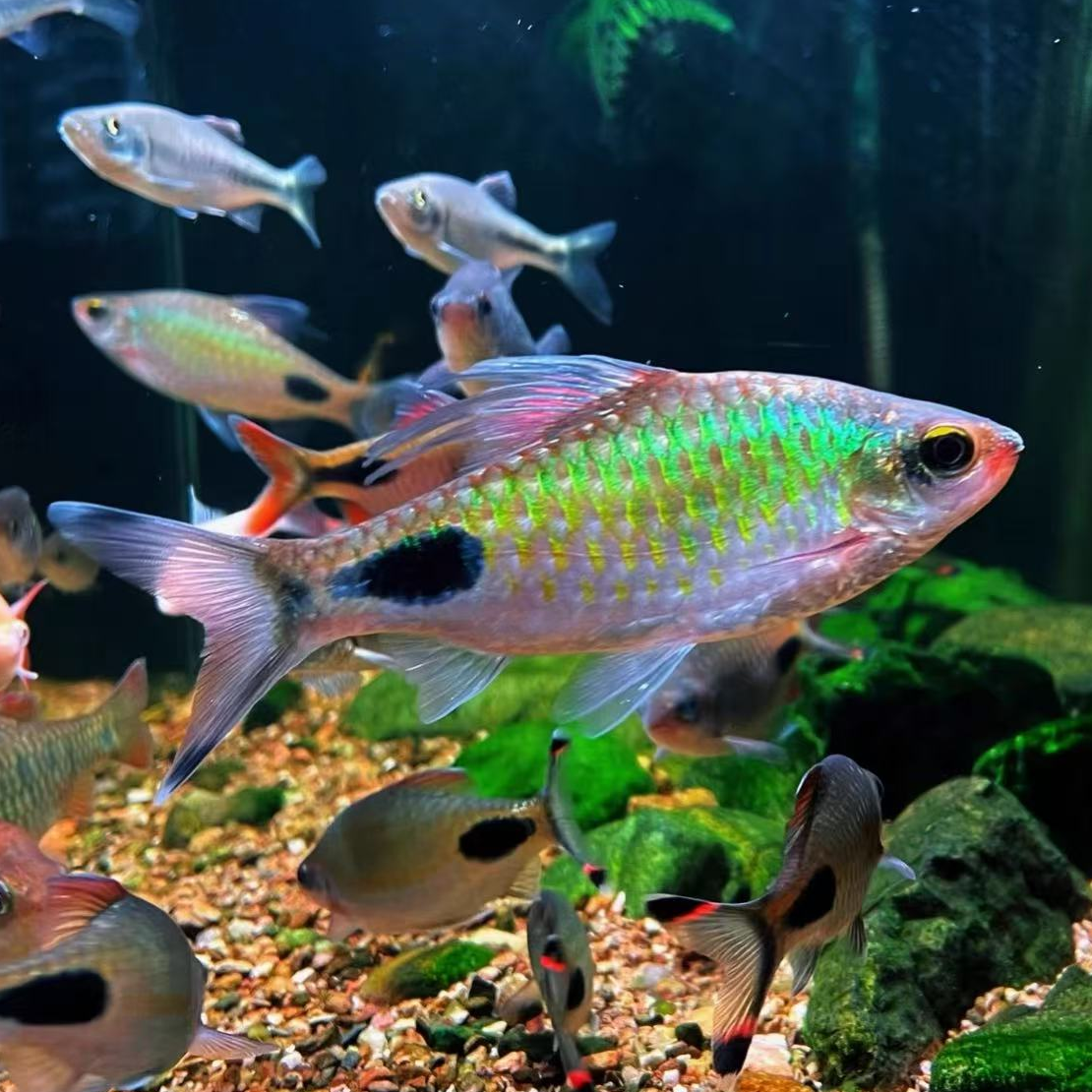 紫红两点鲫冷水耐寒耐养小型活体群游观赏淡水原生鱼