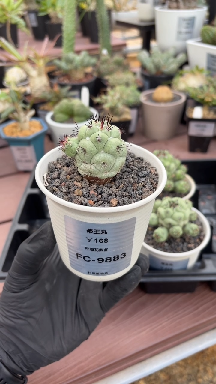 S****.帝王丸FC-9883   