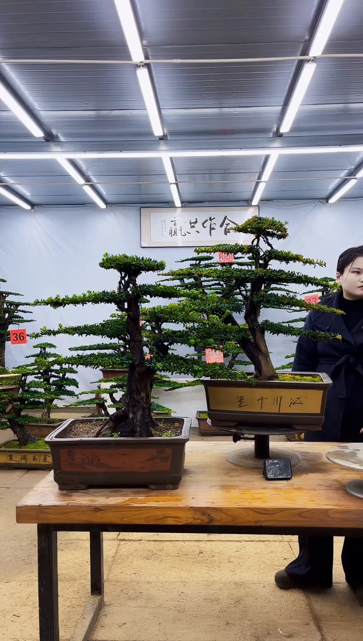 无花朵金**煌一物一拍，所见即所得