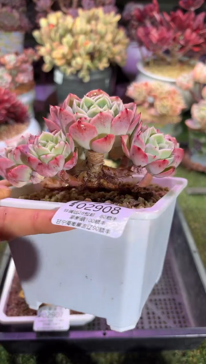 【闪购商品】02908