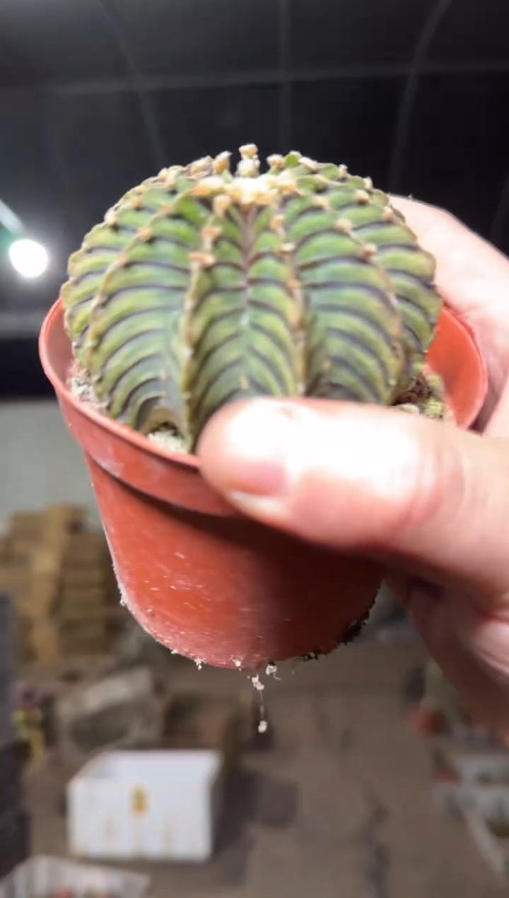 大号 泰系高绒 纯肋骨【实生根】