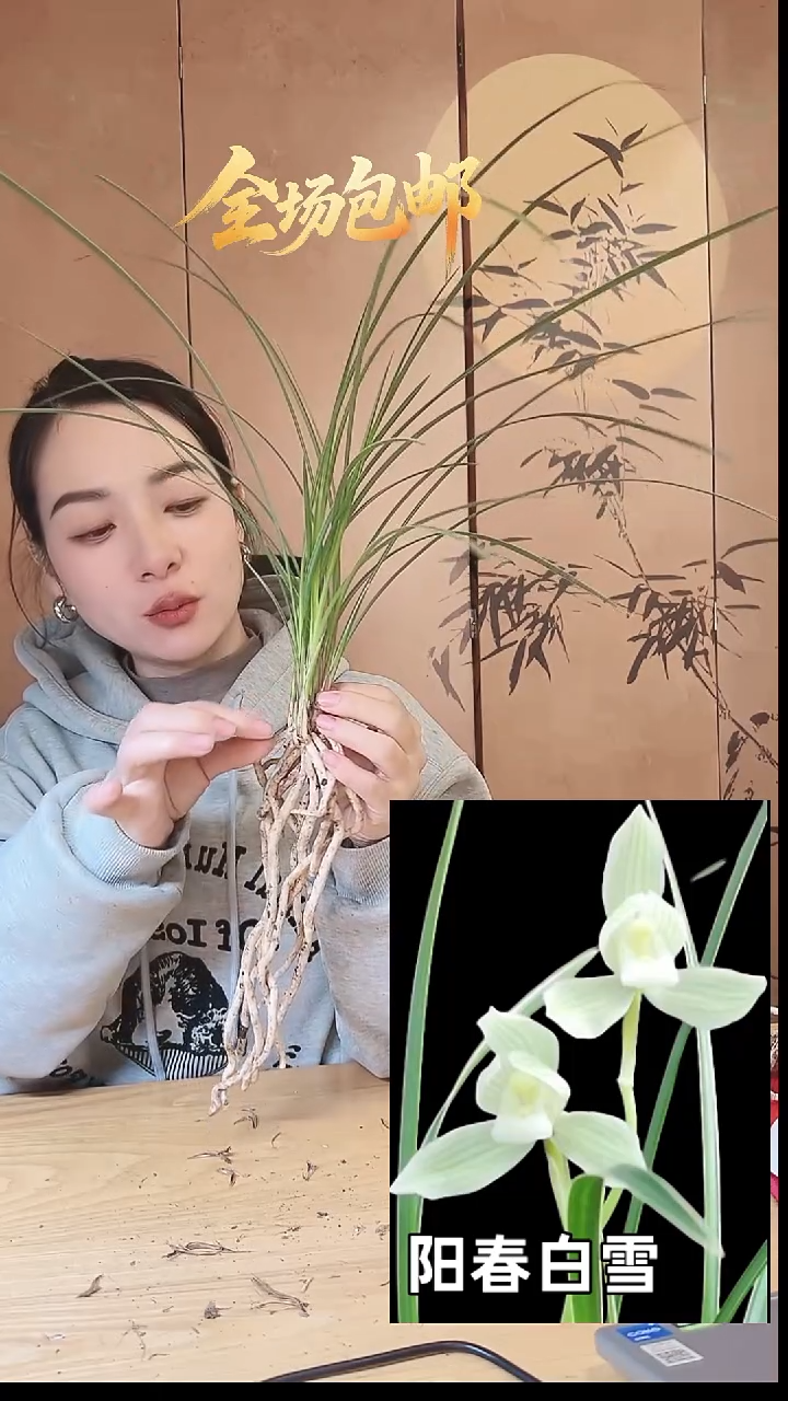 当前无花栽培后可以开花：阳春白雪