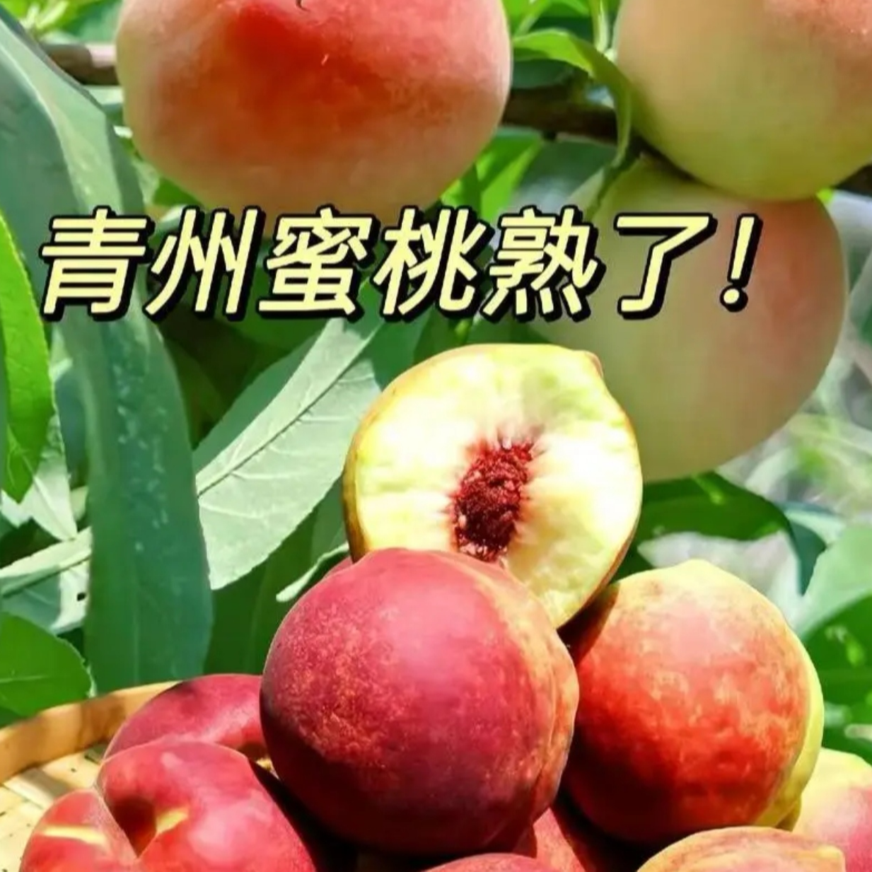 青州蜜桃当季桃子新鲜脆桃硬桃毛桃脆甜青桃青皮水果整箱