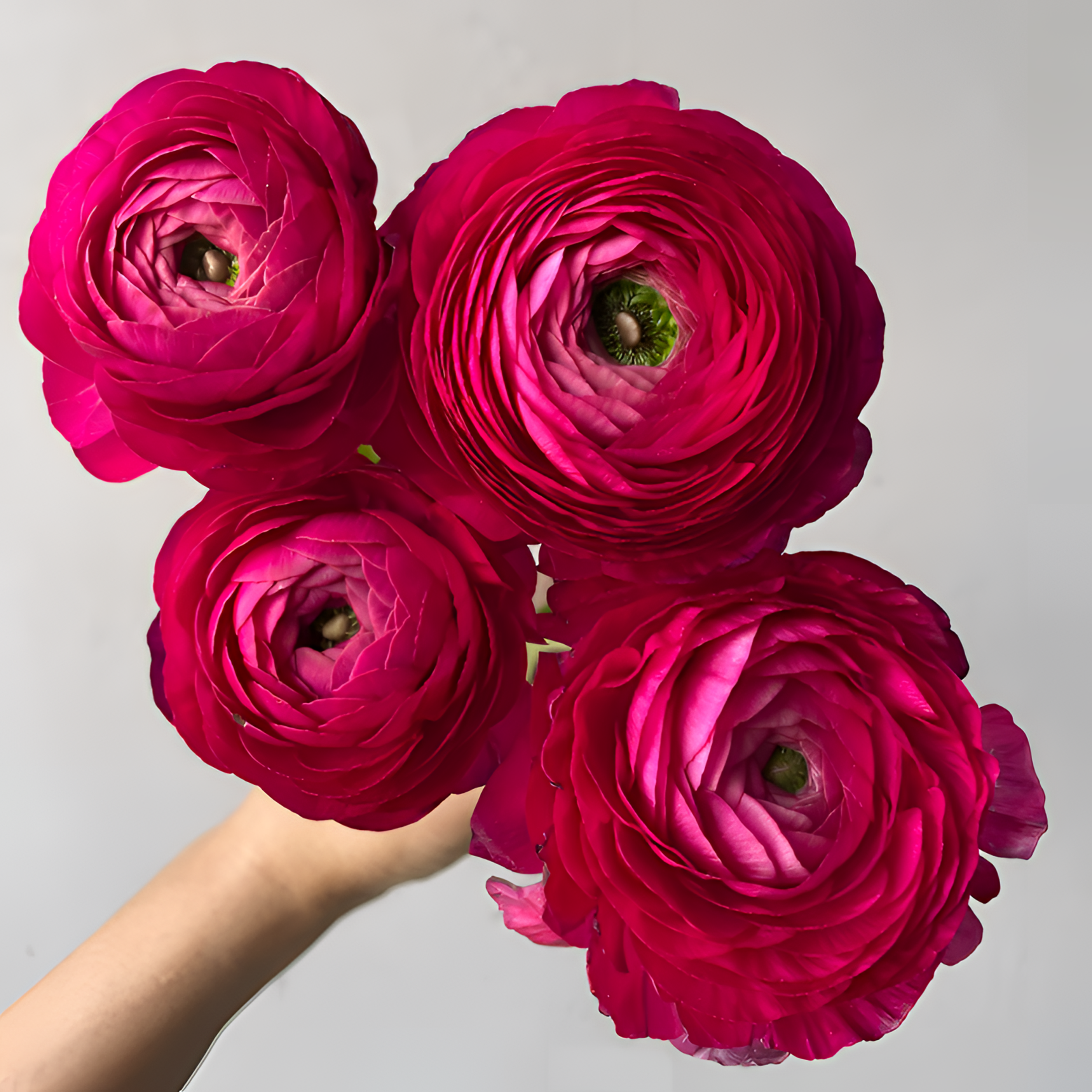 【银座鲜花】洋牡丹 玫红配花原装整扎10支每扎2单包邮鲜切花家居花生活鲜花