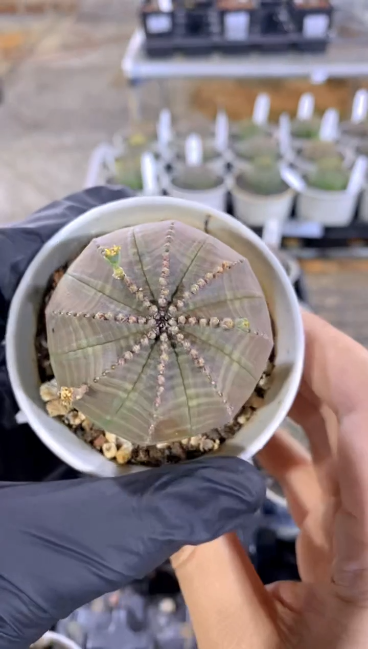 【闪购商品】布纹球FA-7335