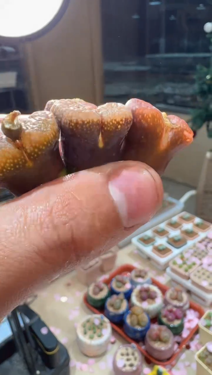 196多肉植物肉锥红叶一颗