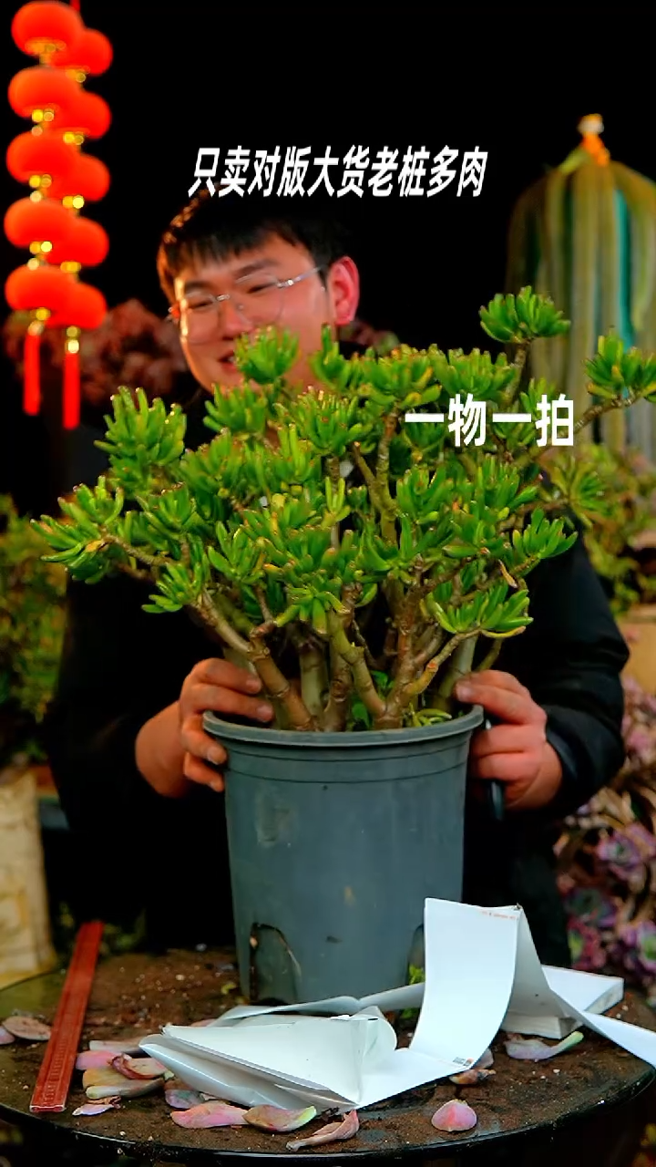 【闪购商品】174号吸财树