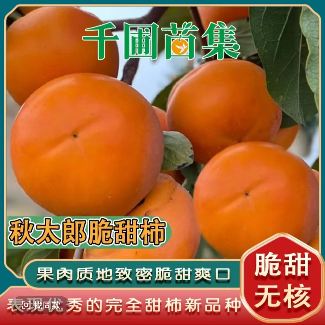 秋太郎脆甜柿苗/脆甜无核表现优秀/国外引进甜柿新品种丰产好管理