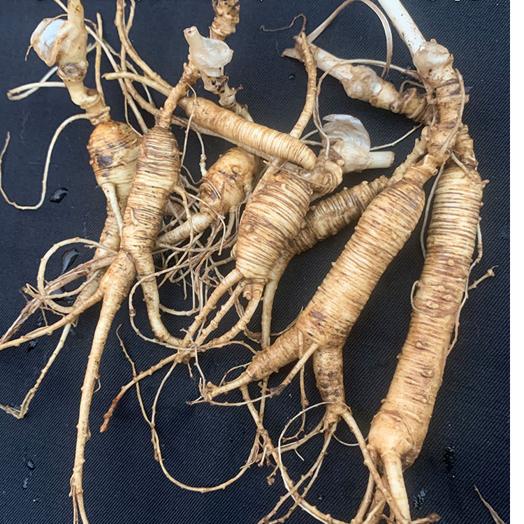 放山货飞籽老池底人参直播下单链接