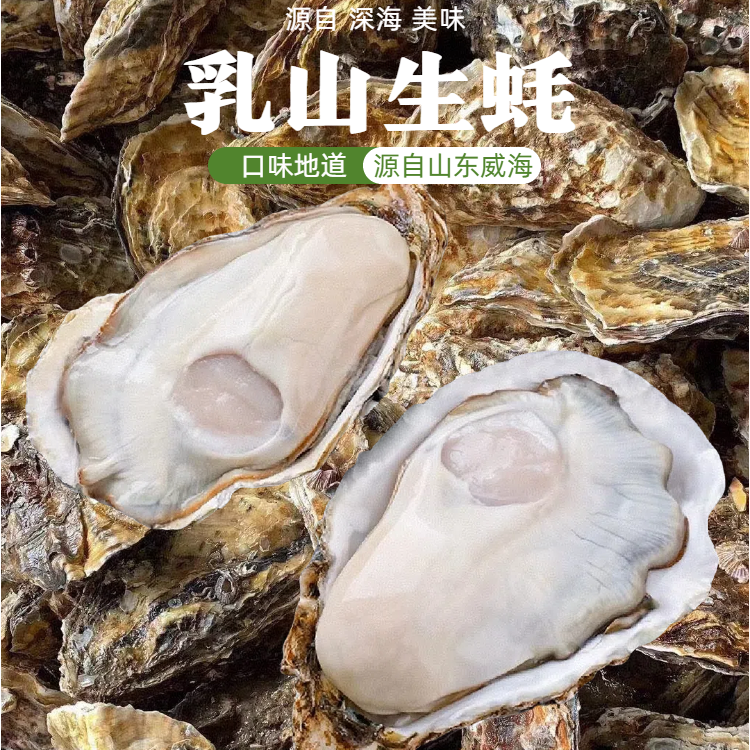 2025年【到手10斤正宗精品乳山生蚝】黄金4-6两 买5斤送5斤共10斤鲜活海鲜