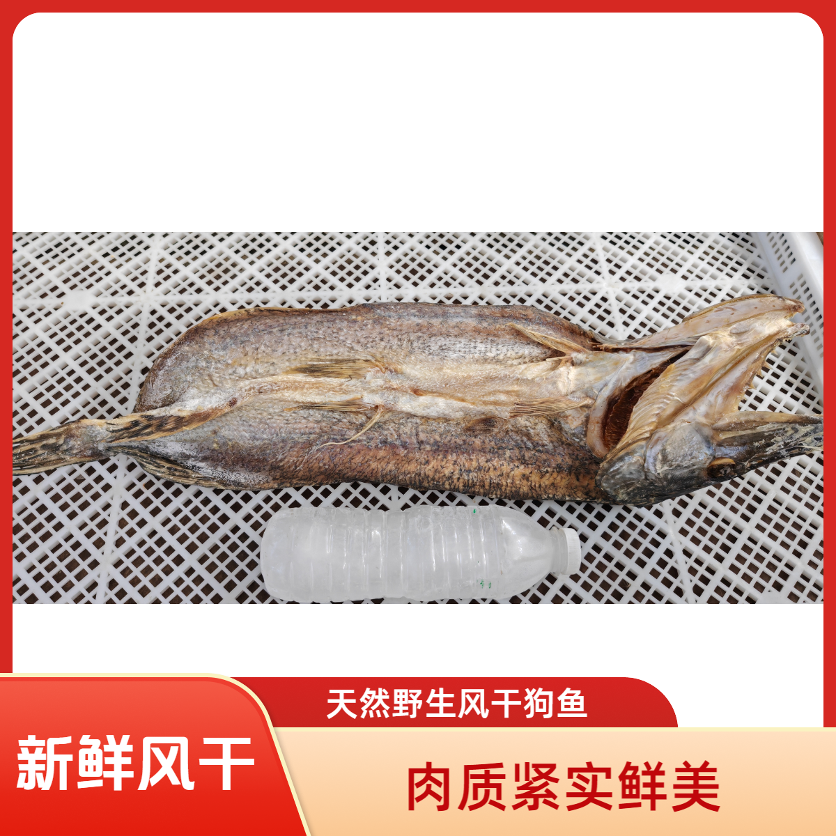 新疆额河冷水鱼-风干狗鱼158/条（每只重量600g左右）误差100g