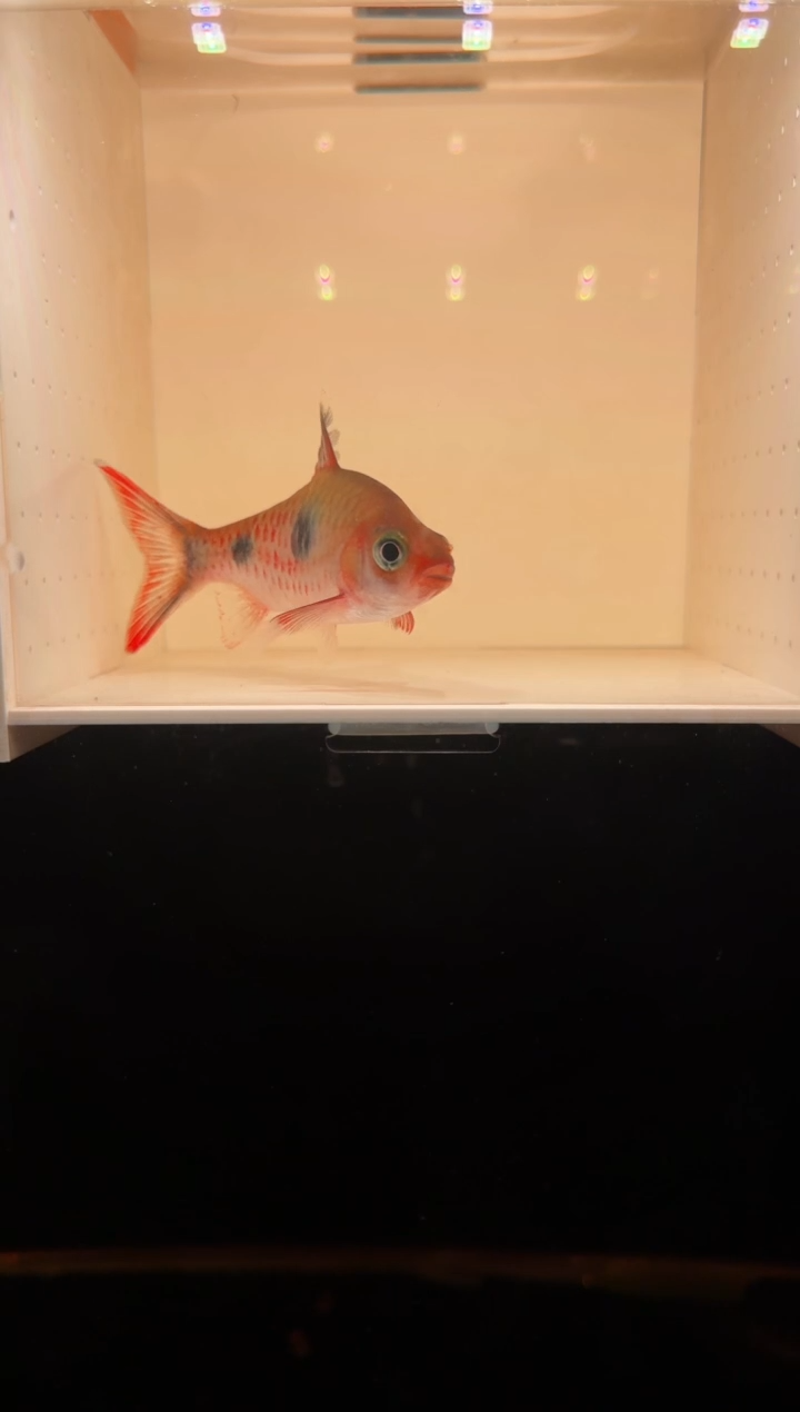 工具鱼红点道金斯鲃