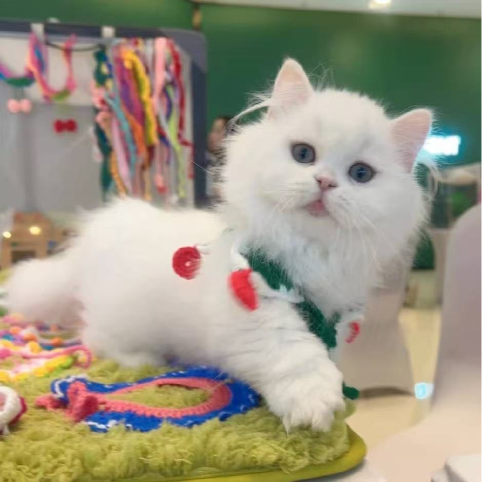 【叁生猫府】活体猫咪具体下单直播间讲解为准