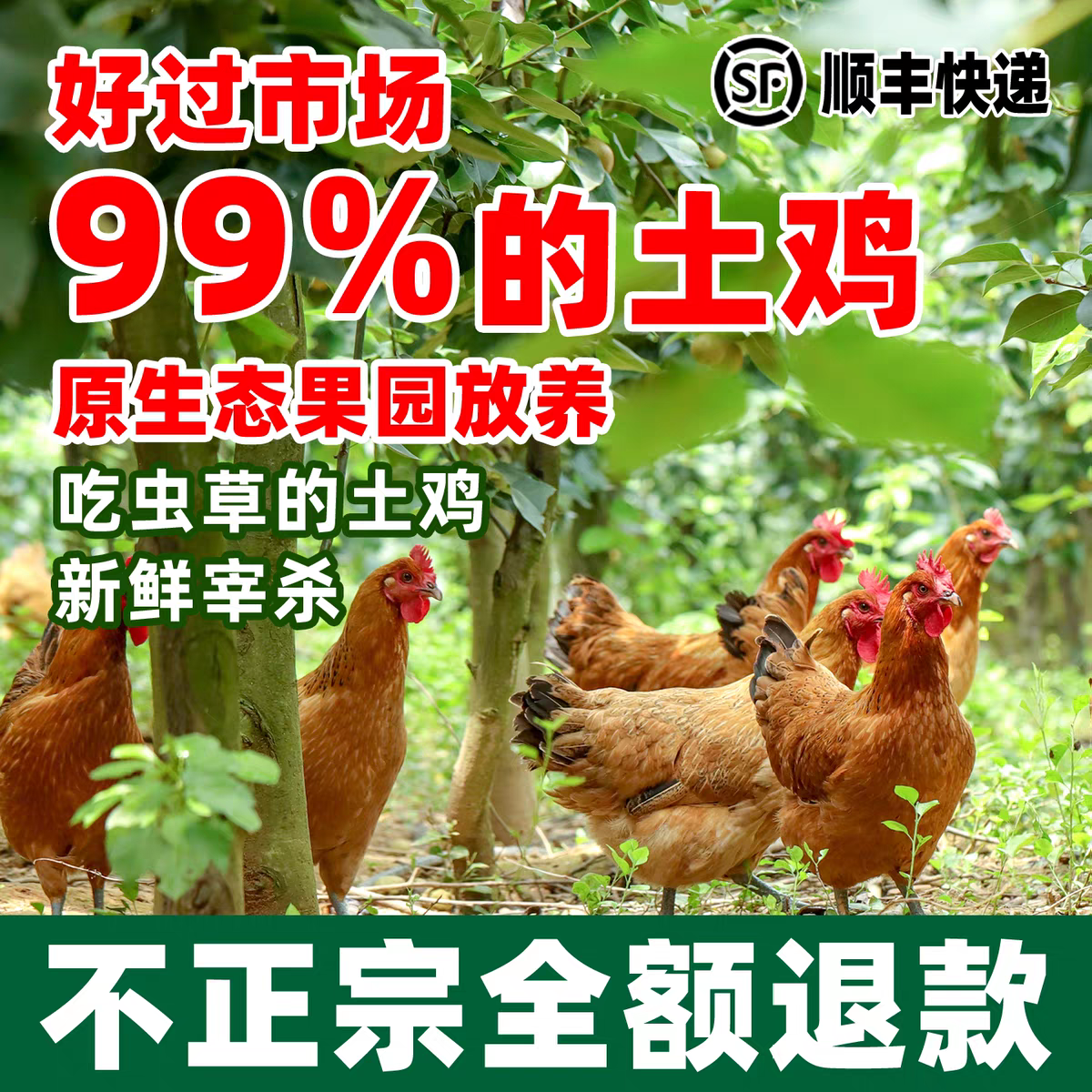 【推荐】正宗农家散养溜达鸡老母鸡现杀净膛冷链速发月子餐必备