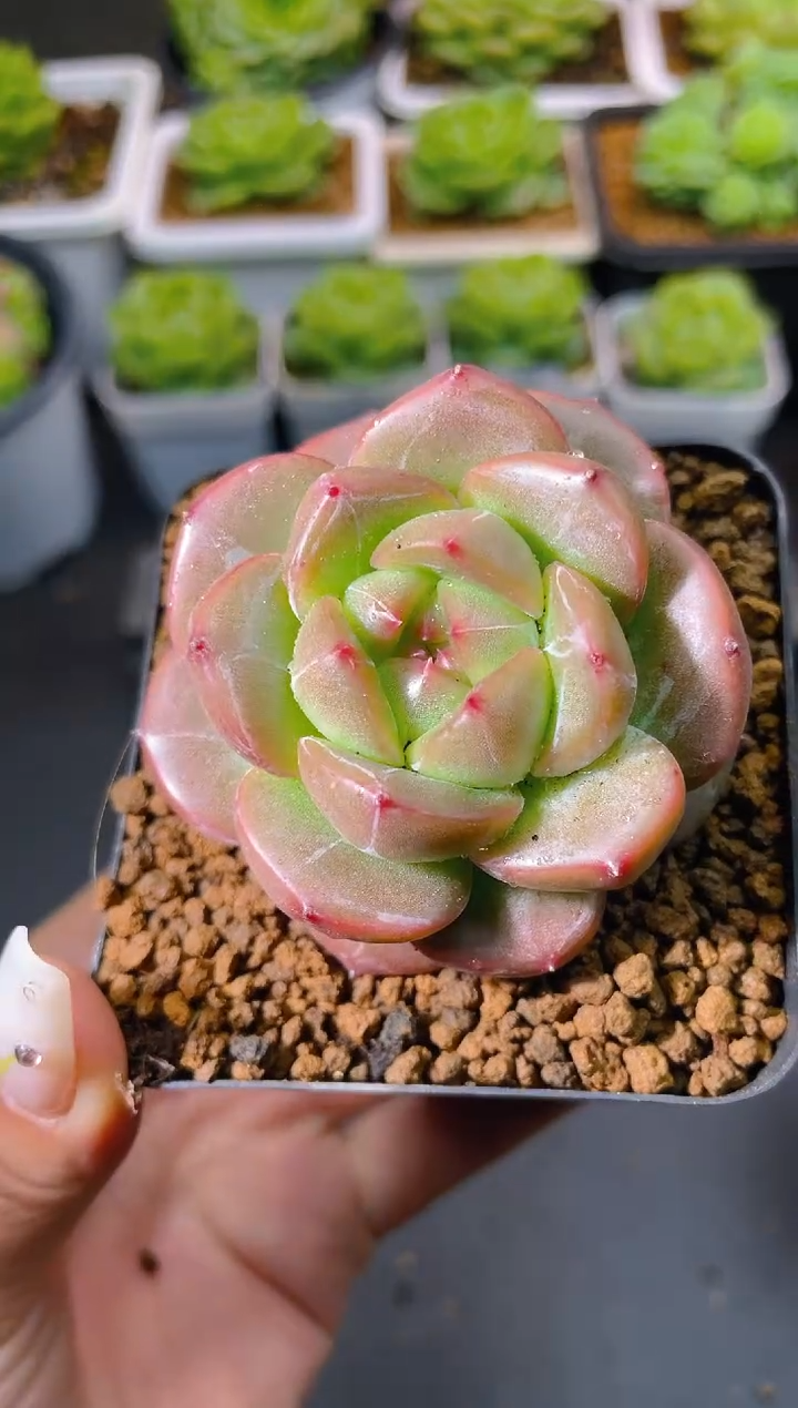 043红魔量拍发一颗
