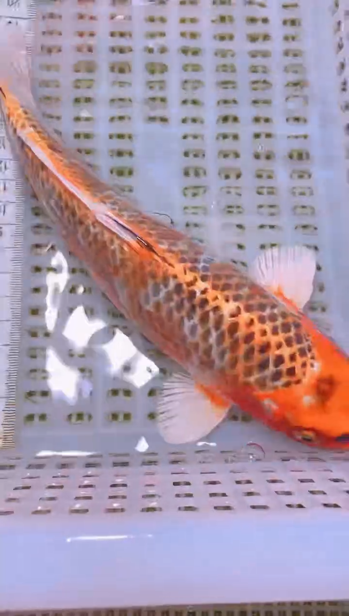 锦鲤冷水观赏鱼全场包邮106