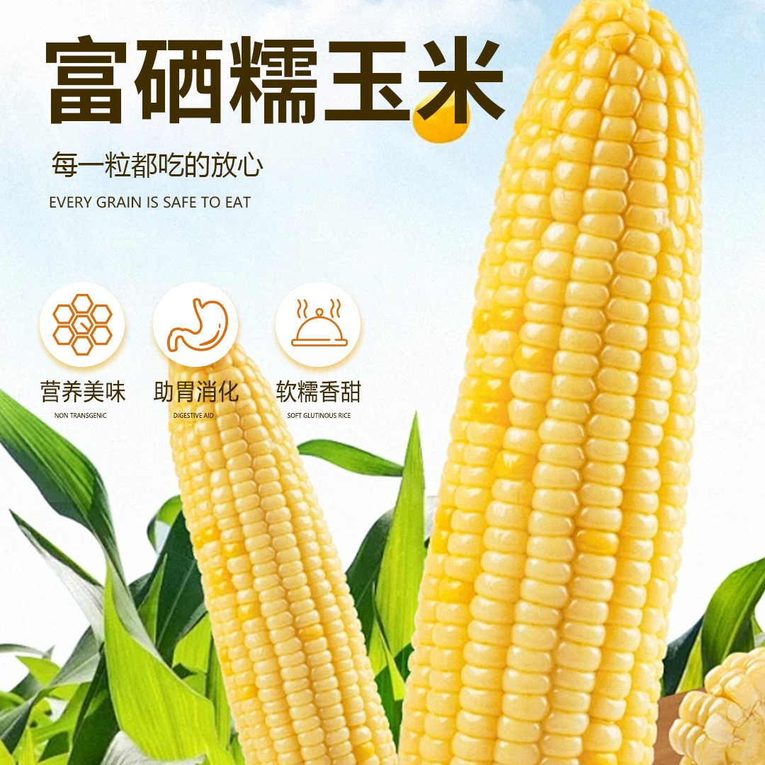 香甜糯河北黏苞米白糯玉米早餐食材夜宵8根富硒玉米