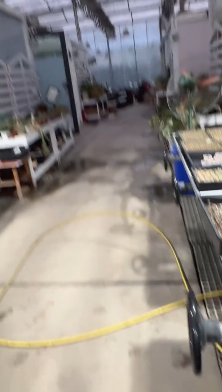 ?****?10-260多肉植物肉锥