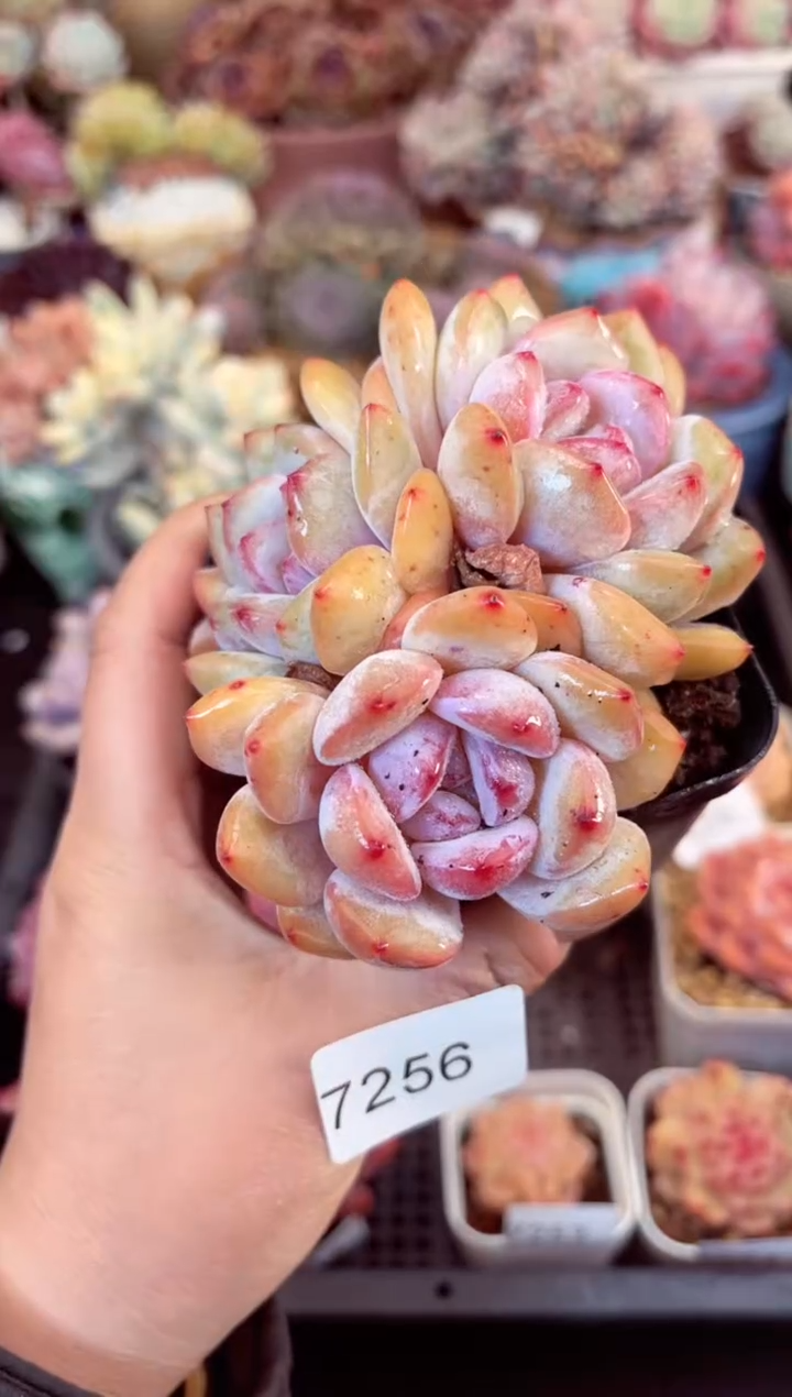 【闪购商品】7256三头梦露多肉