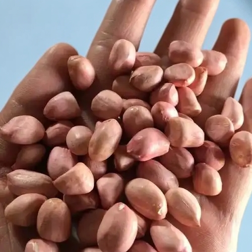 精选无壳新货大粒白沙花生米生鲜