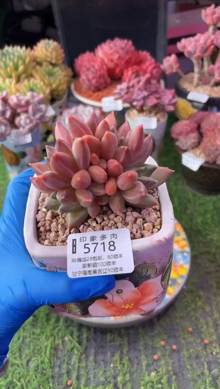昆明印象多肉5718